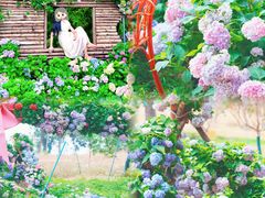 -天适樱花悠乐园
