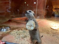 -酷嗒动物文化乐园(cutezoo西溪乐天城店)