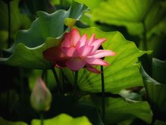 -莲花池公园