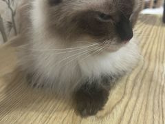 -楼上猫咖(罗湖店)