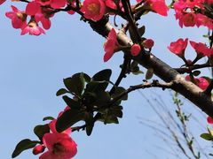 -武汉紫薇都市田园