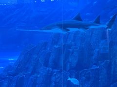 -迪拜水族馆及水下动物园