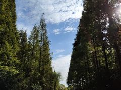 -东平国家森林公园