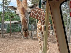 -清迈夜间动物园