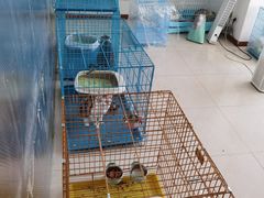 -翊宠yipet猫狗购宠庄园犬舍•猫舍