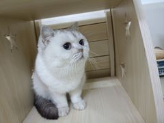 -鼓捣猫呢主题猫咖店