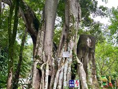 -瑞丽独树成林风景区