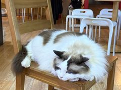 -白兔子密室(长寿路店)