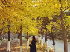 -长白岛森林公园