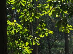 -上海共青森林公园