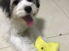 -BABYDOG宝贝狗宠物乐园(欧洲城店)