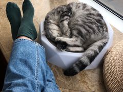 -Catmate·猫肥家润(金润铂宫店)