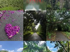 -南宁良凤江国家森林公园