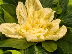 -古乐牛香·鲜牛肉牛杂火锅(梅村五洲国际店)