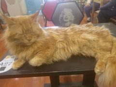 -猫小院猫主题咖啡厅(北锣店)