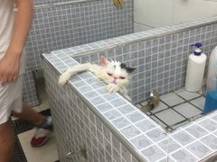 -贝贝宠物乐园(常青花园店)