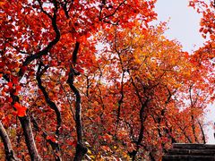 -周口店坡峰岭风景区