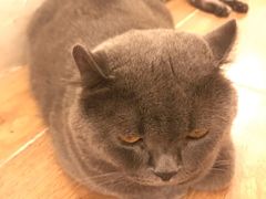 -猫友咖啡店(玉林西路店)