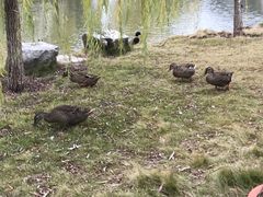 -木兰水镇旅游景区