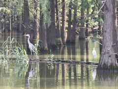 -池杉湖湿地公园