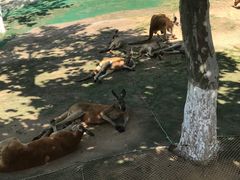 -西霞口神雕山野生动物世界