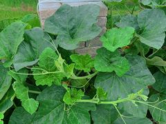 -马陆小张葡萄园农家乐