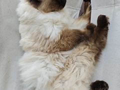 -有猫主题·治愈系猫咖(曾厝垵店)