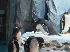 -帝企鹅自助餐厅•儿童岛•真企鹅(长隆企鹅酒店)