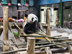 -栾川竹海野生动物园