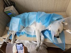 -北京观赏动物医院·24小时大型综合·猫专科·异宠专科