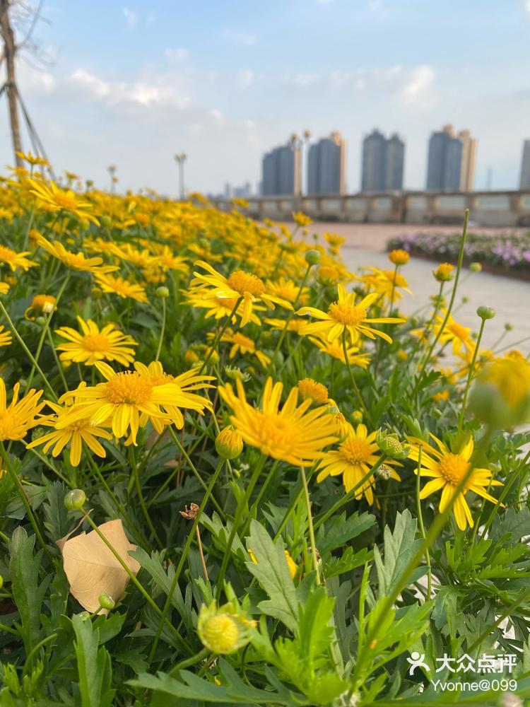 海珠环岛路花海