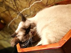 -more than meow吴止猫主题餐厅(承德 中船汇店)