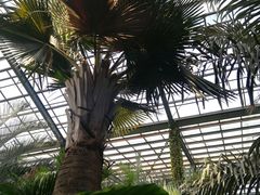 -呀路古热带植物园
