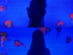 -合肥海洋世界