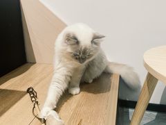 -瞄一喵猫咖(格力海岸店)