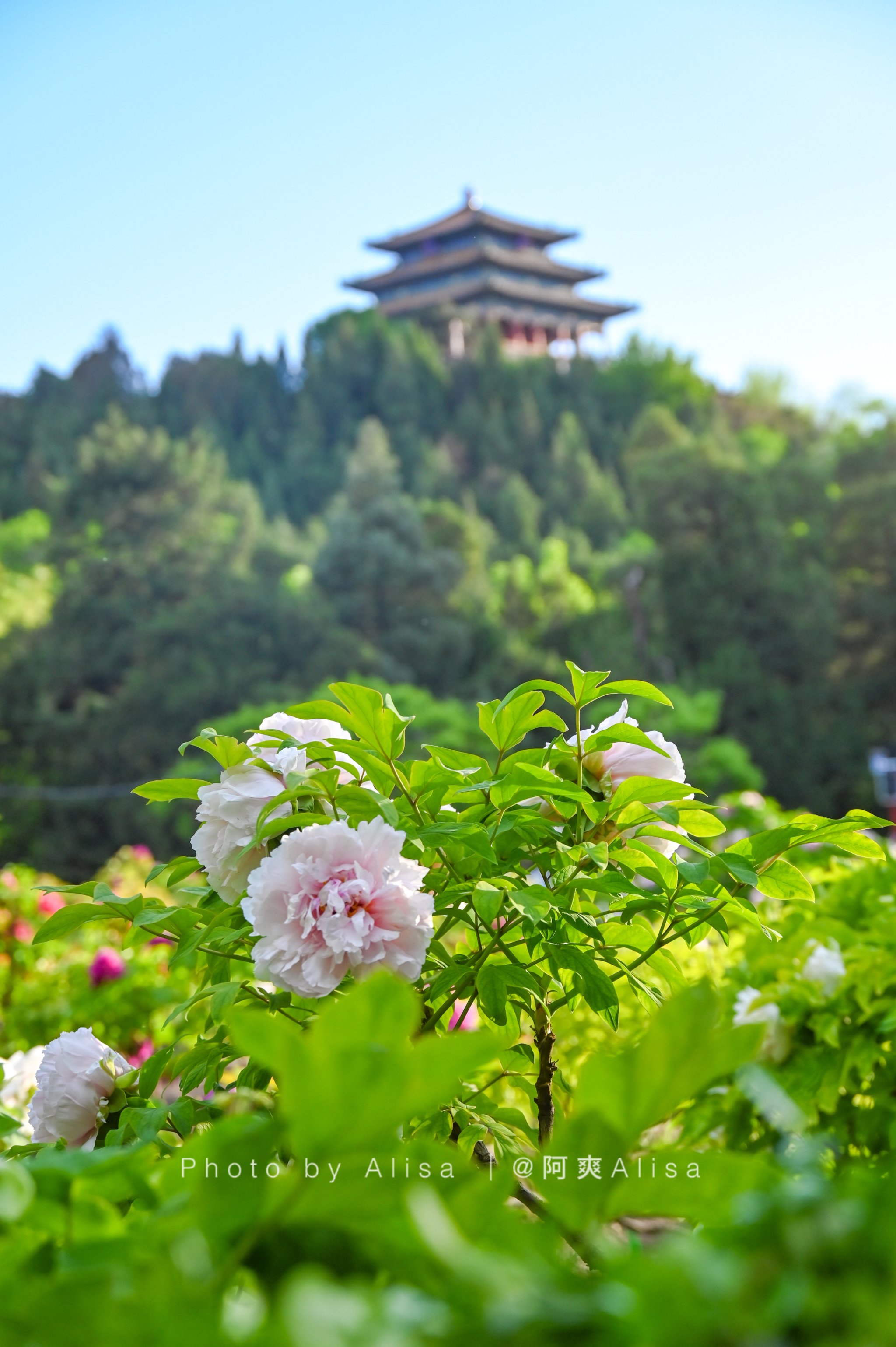 北京4月赏花的公园图片