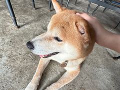 -柴犬高等学院·狗咖·柴犬售卖·宠物训练