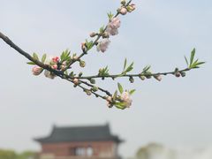 -南汇桃花村