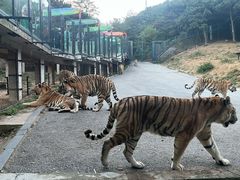 -大连森林动物园