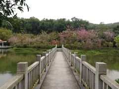 -大屏嶂森林公园