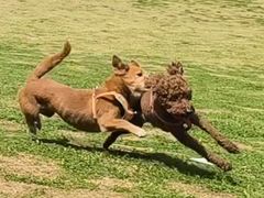 -爪吧宠物乐园 (温榆河示范区店)