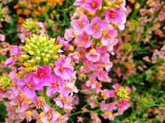 -中国天府农业博览园