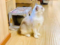 -猫和宫(六道口店)