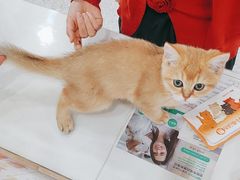 -四月宠物医院·猫专科·心脏专科·内科(转塘店)