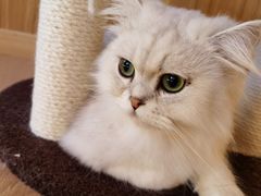 -猫腻·猫咖·撸猫馆(星光大道店)