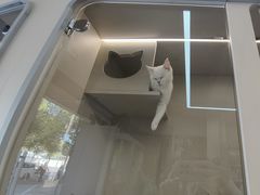 -唐小姐の私宠·宠物洗护美容·撸猫馆·购宠(周浦万达旗舰店)