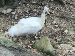 -泉州海丝野生动物世界