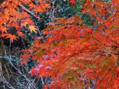 -云碧峰国家森林公园