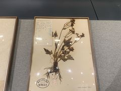 -四川大学博物馆
