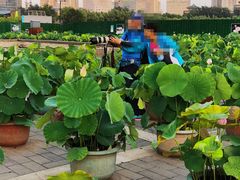 -莲花池公园
